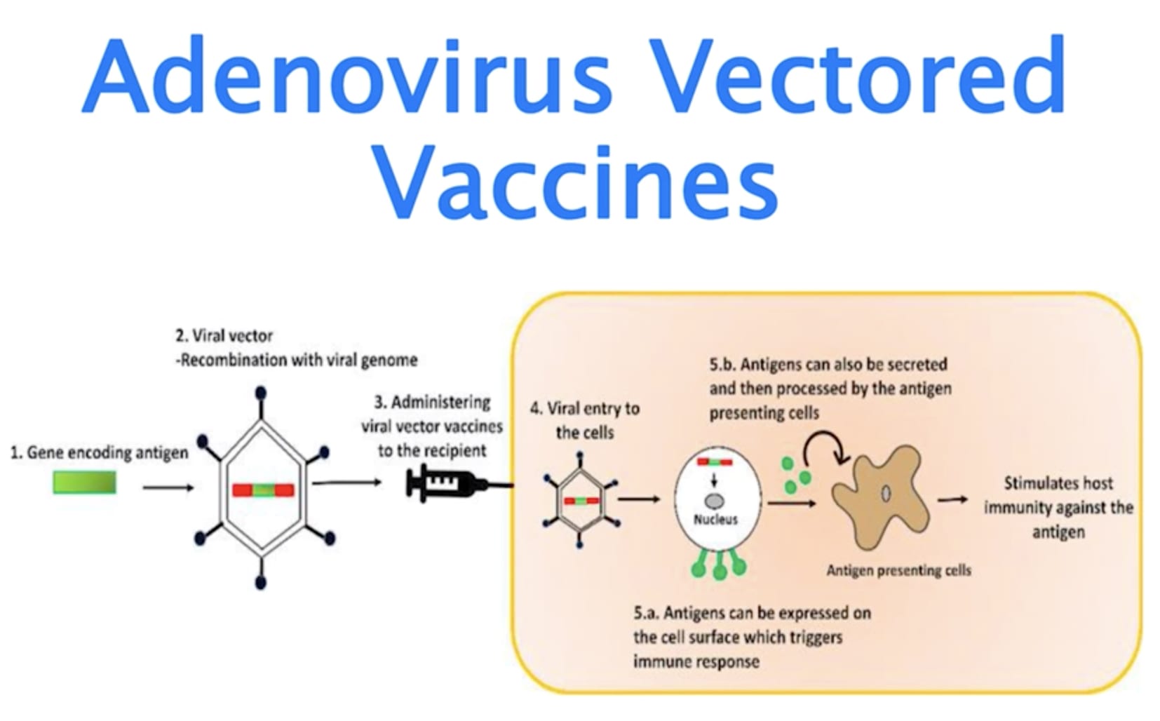COVID-19 Adenovirus vaccines
